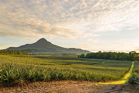 dole philippines polomolok|Dole Philippines Pineapple Plantation in Polomolok, South Cotabato.